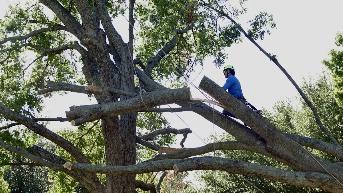 Professional Hazardous Tree Removal performed by certified arborists in Grand Rivers