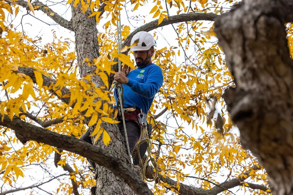 Skilled Tree Pruning crew working in Grand Rivers