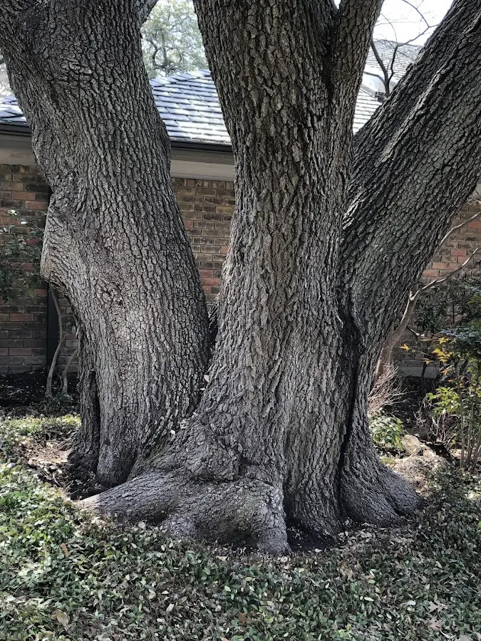 Mature heritage tree close to a Grand Rivers property cared for by certified arborists